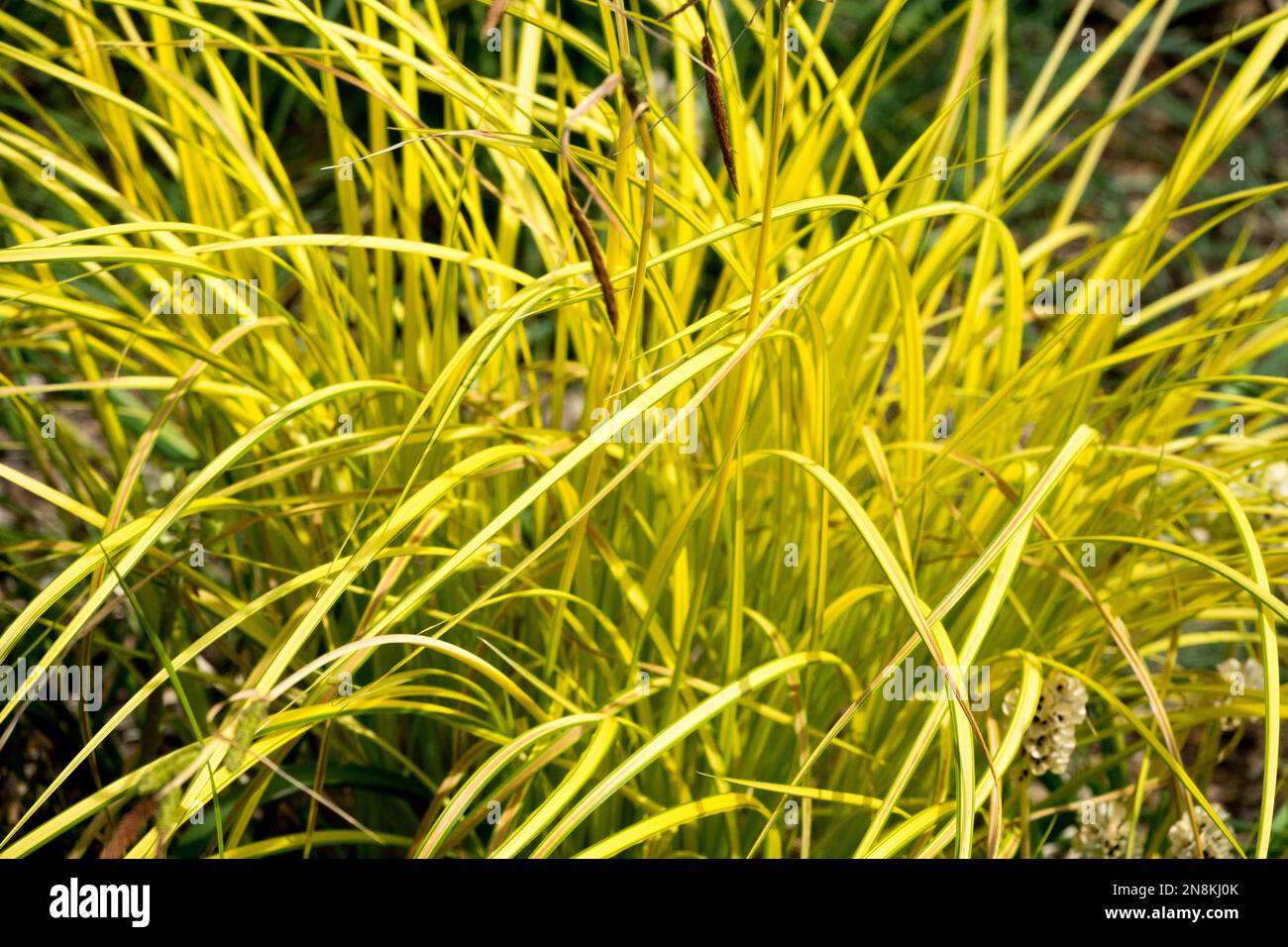 Yellow sedge Fotos und Bildmaterial in hoher Auflösung Alamy