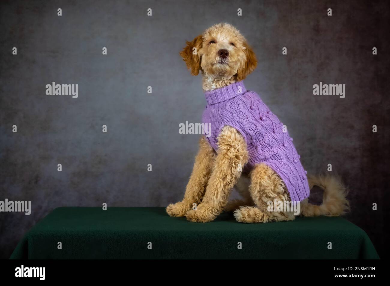 Ein wunderschöner Goldendoodle scheint von den Camers zu grinsen. Gut für ein Meme. Stockfoto