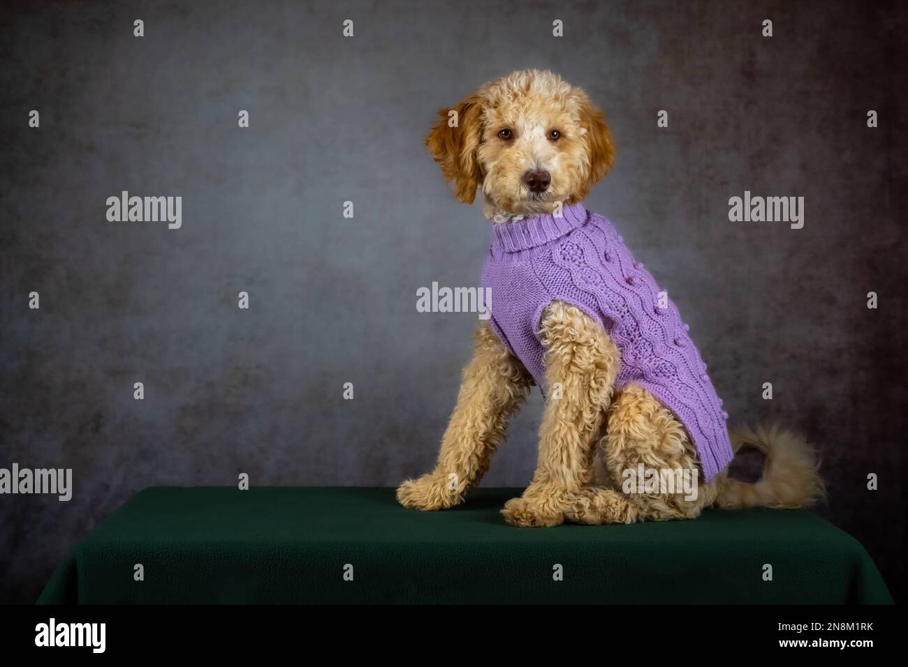 Ein wunderschöner weiblicher Goldendoodle-Hund ist wachsam. Stockfoto