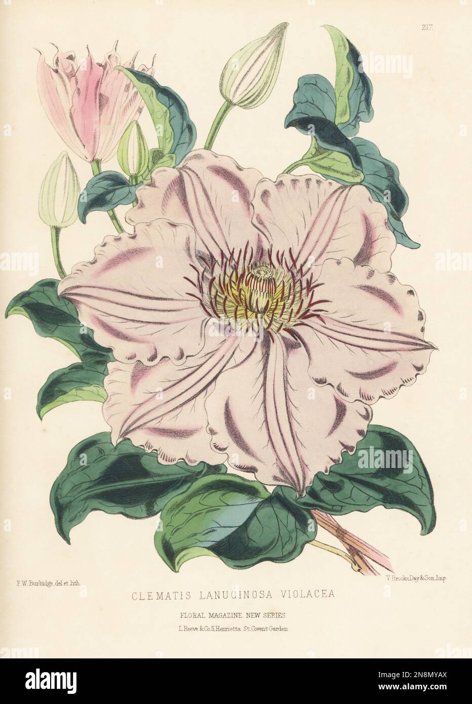 Violet clematis Hybrid, Clematis lanuginosa, heimisch in Zhejiang, Ostchina. Vorgeführt von Mr. Noble aus Bagshot. Als Clematis lanuginosa violacea. Handfarbige botanische Illustration gezeichnet und lithographiert von Frederick William Burbidge aus Henry Honywood Dombrain's Floral Magazine, New Series, Band 5, L. Reeve, London, 1876. Lithographie gedruckt von Vincent Brooks, Day & Son. Stockfoto