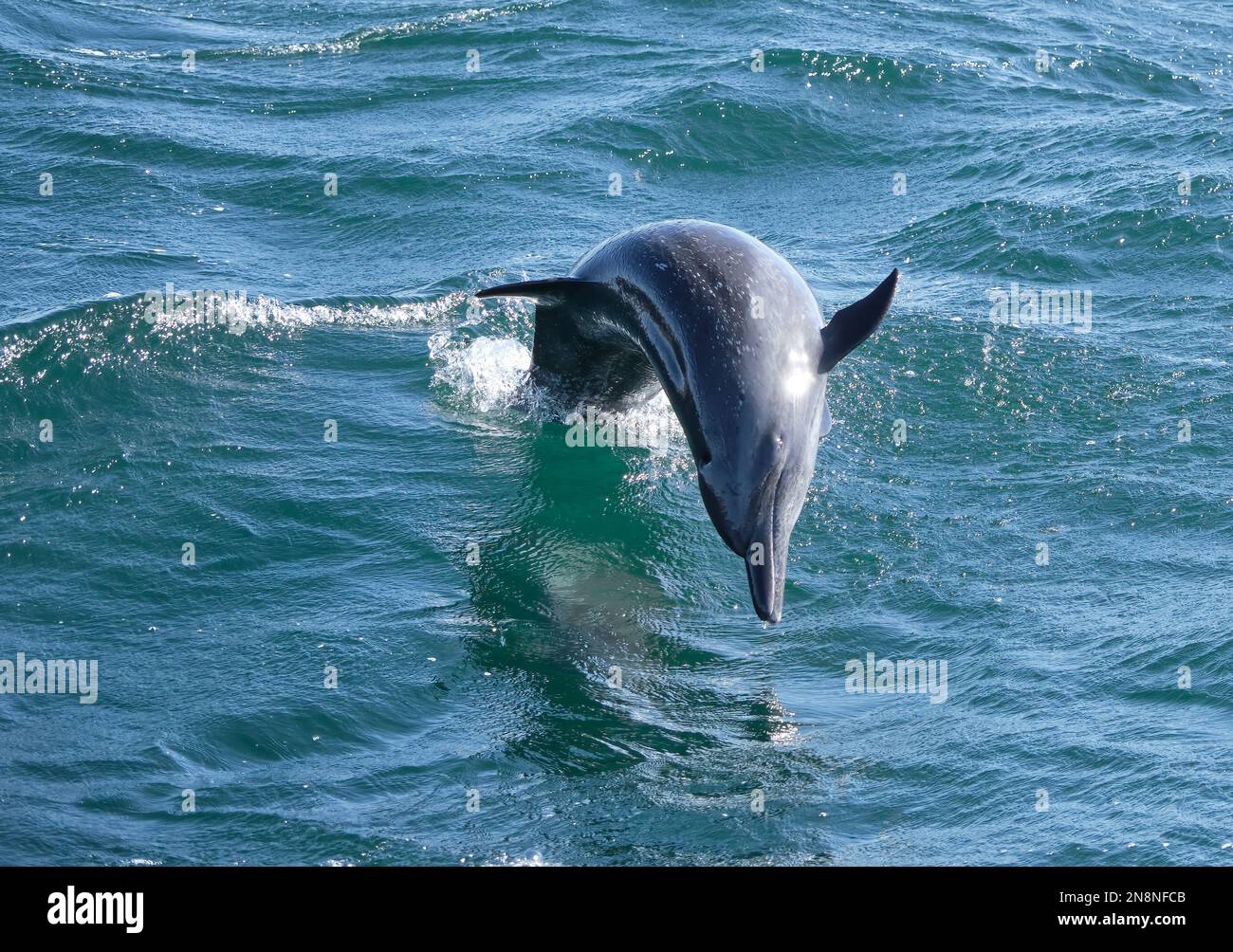 Ein gewöhnlicher großer Tümmler springt in die Luft neben einem Boot vor der Pazifikküste von Costa Rica. Stockfoto