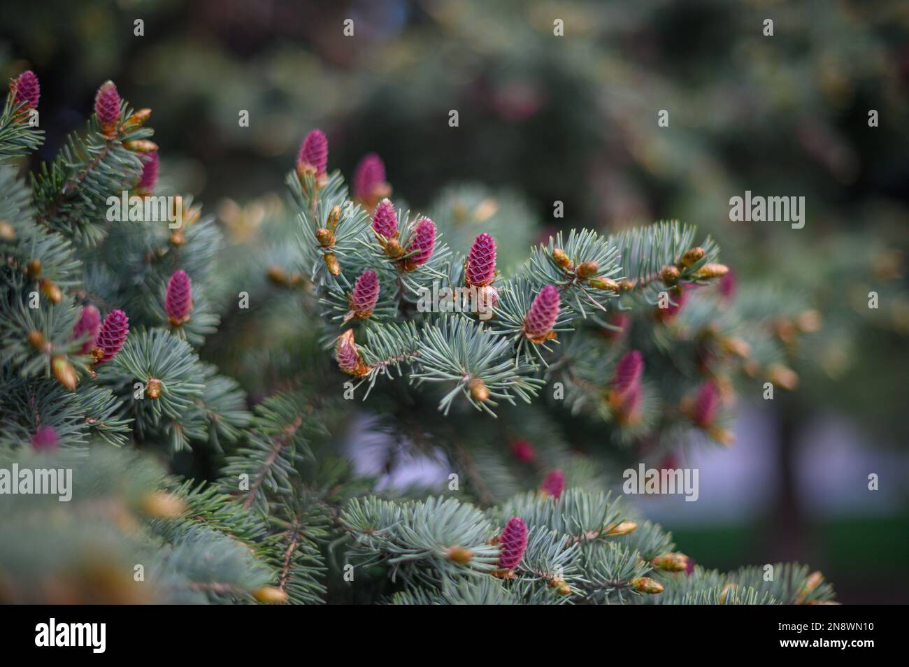Fichtenblüte. Kleine leuchtend rosa Farbe junge Nadelblüten oder Zapfen, die auf Tannenbürsten wachsen Stockfotografie