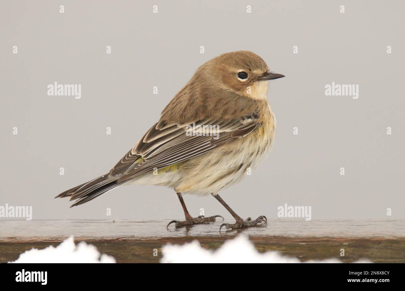 Ein Gelbrumpeliger Warbler (Setophaga coronata) auf einem Holzgeländer mit Schnee und einem einfarbigen, neutralen Hintergrund. Aufgenommen in Victoria, BC, Kanada. Stockfoto