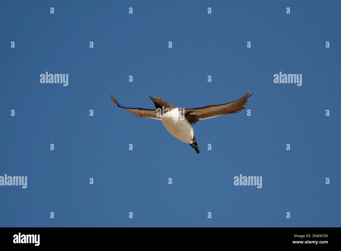 Nahaufnahme eines einzigen Gemeinen Murre (Uria aalge) in der Zucht Gefieber fliegt gegen den blauen Himmel mit gespreizten Flügeln und flatternden Flügeln. Aufgenommen in Oregon, USA. Stockfoto