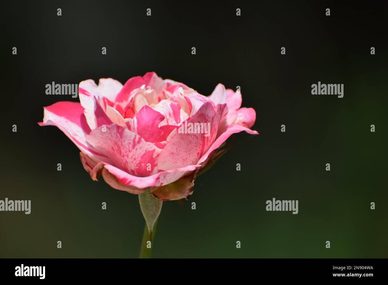 Rosafarbene weiße Hybrid-Rosenblüte Stockfoto