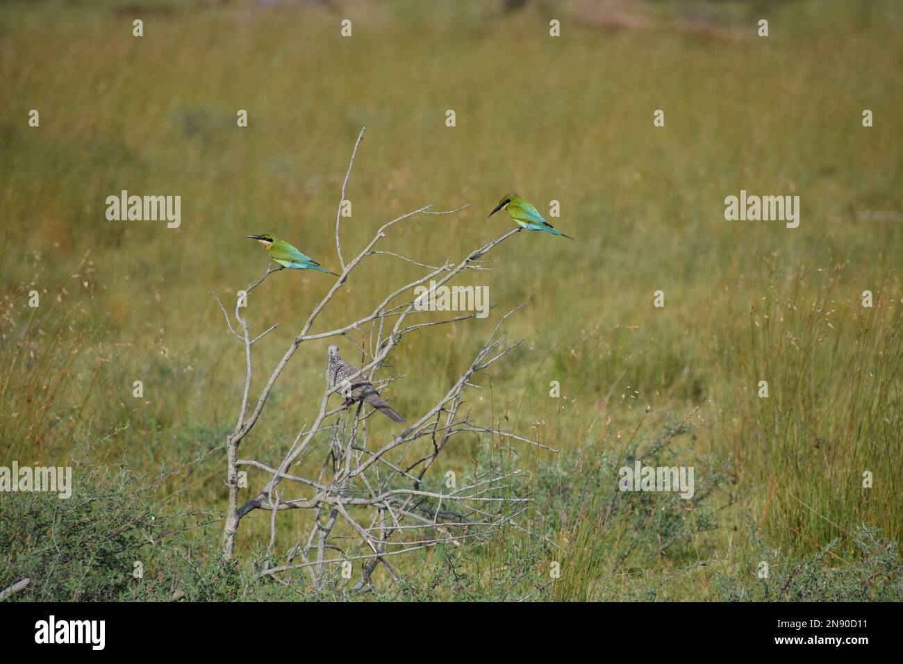 Vogelbeobachtung Stockfoto