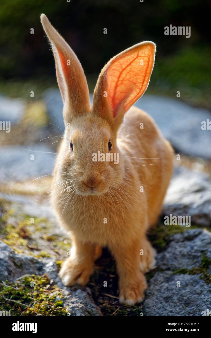 Flämisches Riesenkaninchen - Oryctolagus cuniculus domesticus Stockfoto