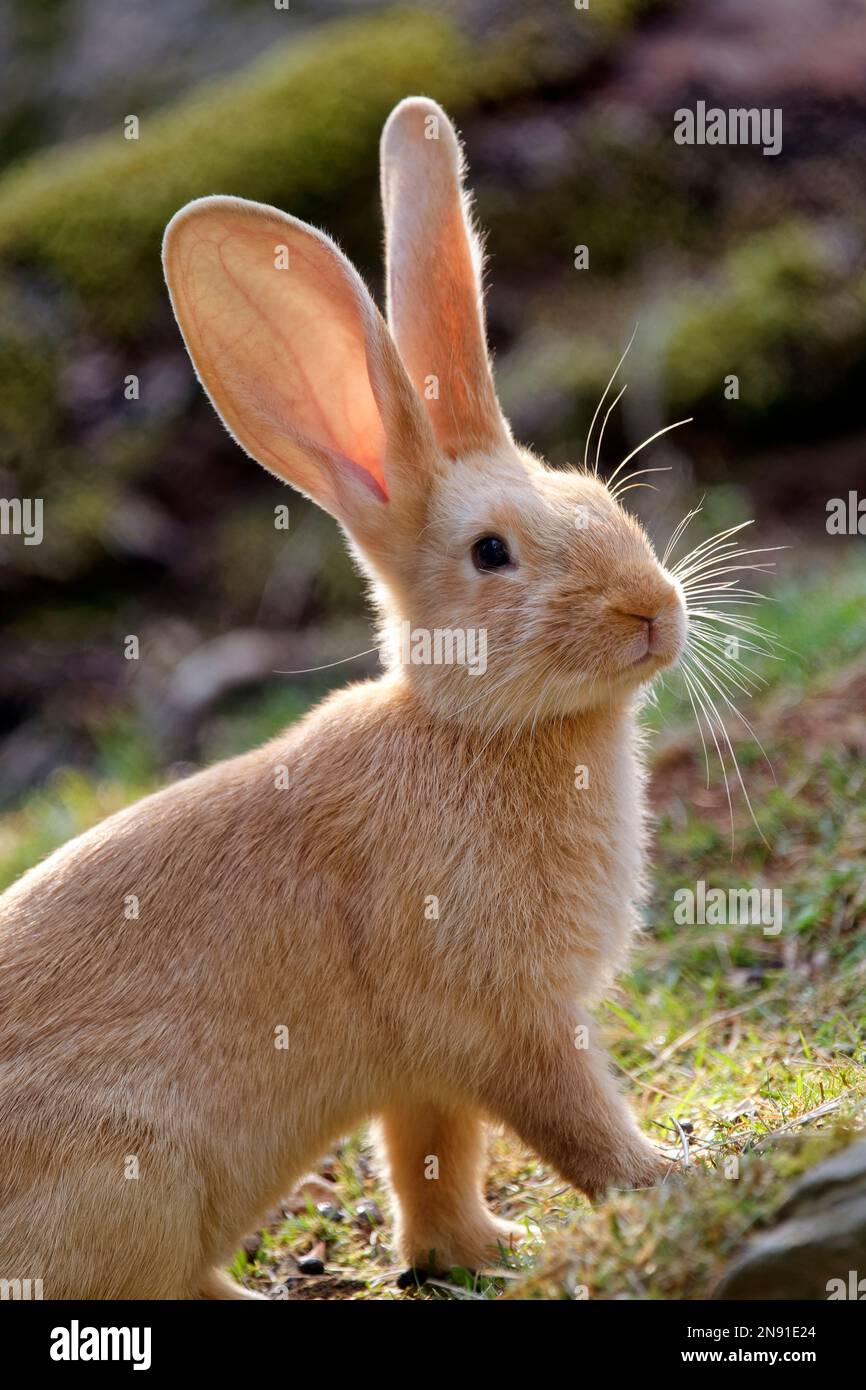 Flämisches Riesenkaninchen - Oryctolagus cuniculus domesticus Stockfoto