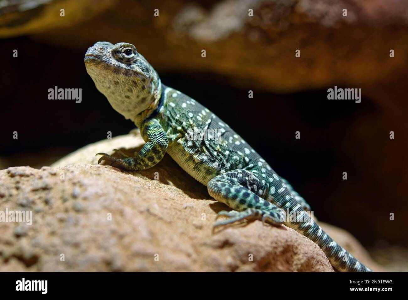 Kragenechse (weiblich) - Crotaphytus collaris Stockfoto