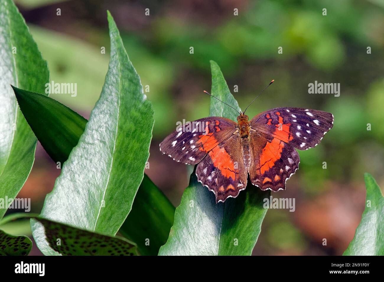 Brauner Pfauenschmetterling - Anartia amathea Stockfoto