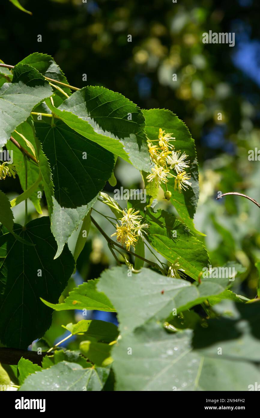 Lindengelbe Blüte des Tilia Cordata-Baumes Kleinblättrige Limette, kleine Blattlindenblüten oder kleinblättrige Lindenblüte, Banner Nahaufnahme. Botanik-Bloomi Stockfoto