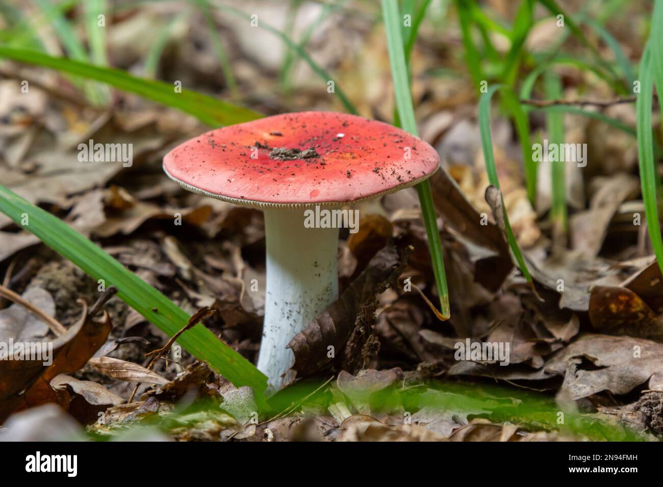 Russula emetica, gemeinhin bekannt als Sickener, emetischer Russula oder Emesis Russula, ist ein Basidiomycete-Pilz. Stockfoto