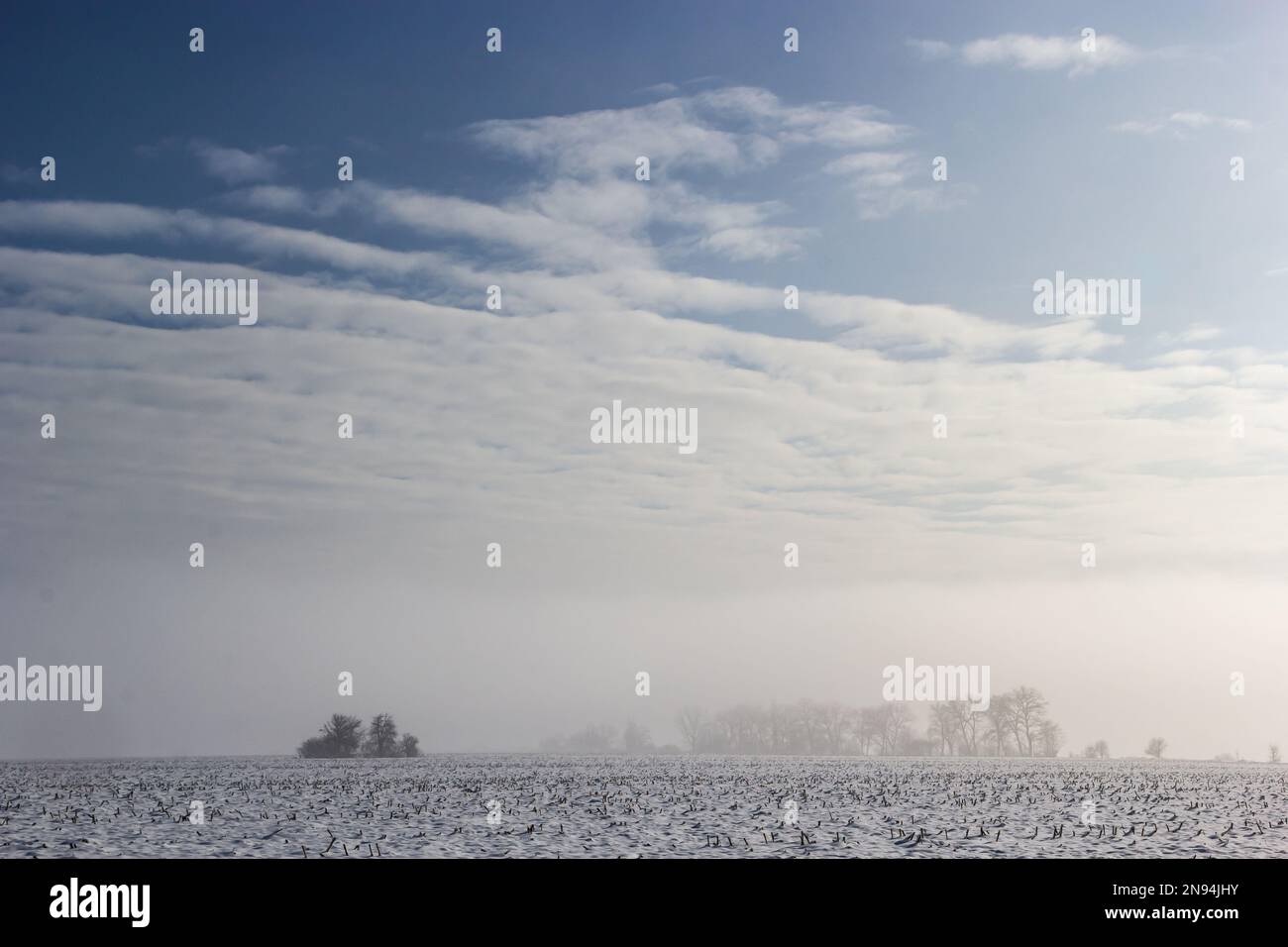 Winter verschneite frostige Landschaft. Der Wald ist schneebedeckt. Frost und Nebel im Park. Stockfoto