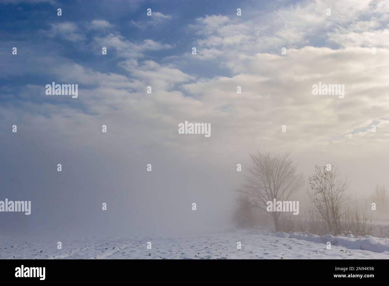 Winter verschneite frostige Landschaft. Der Wald ist schneebedeckt. Frost und Nebel im Park. Stockfoto