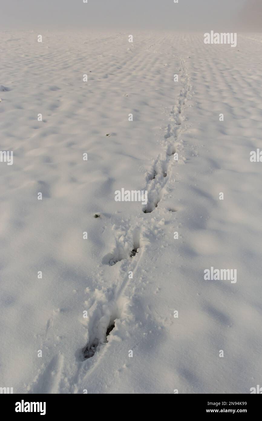 Tierspuren im Schnee Bilder: Entdecke die Magie des Winterwunders!