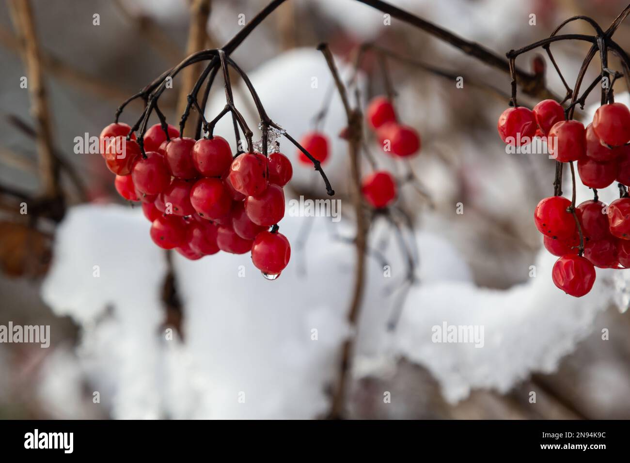 Schneebedeckte rote Viburnum-Beeren sind nützlich für den Körper an einem frostigen Wintertag. Stockfoto