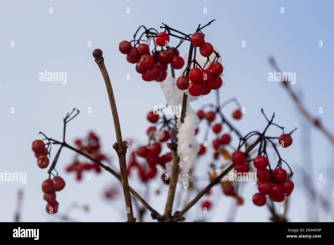 Schneebedeckte rote Viburnum-Beeren sind nützlich für den Körper an einem frostigen Wintertag. Stockfoto