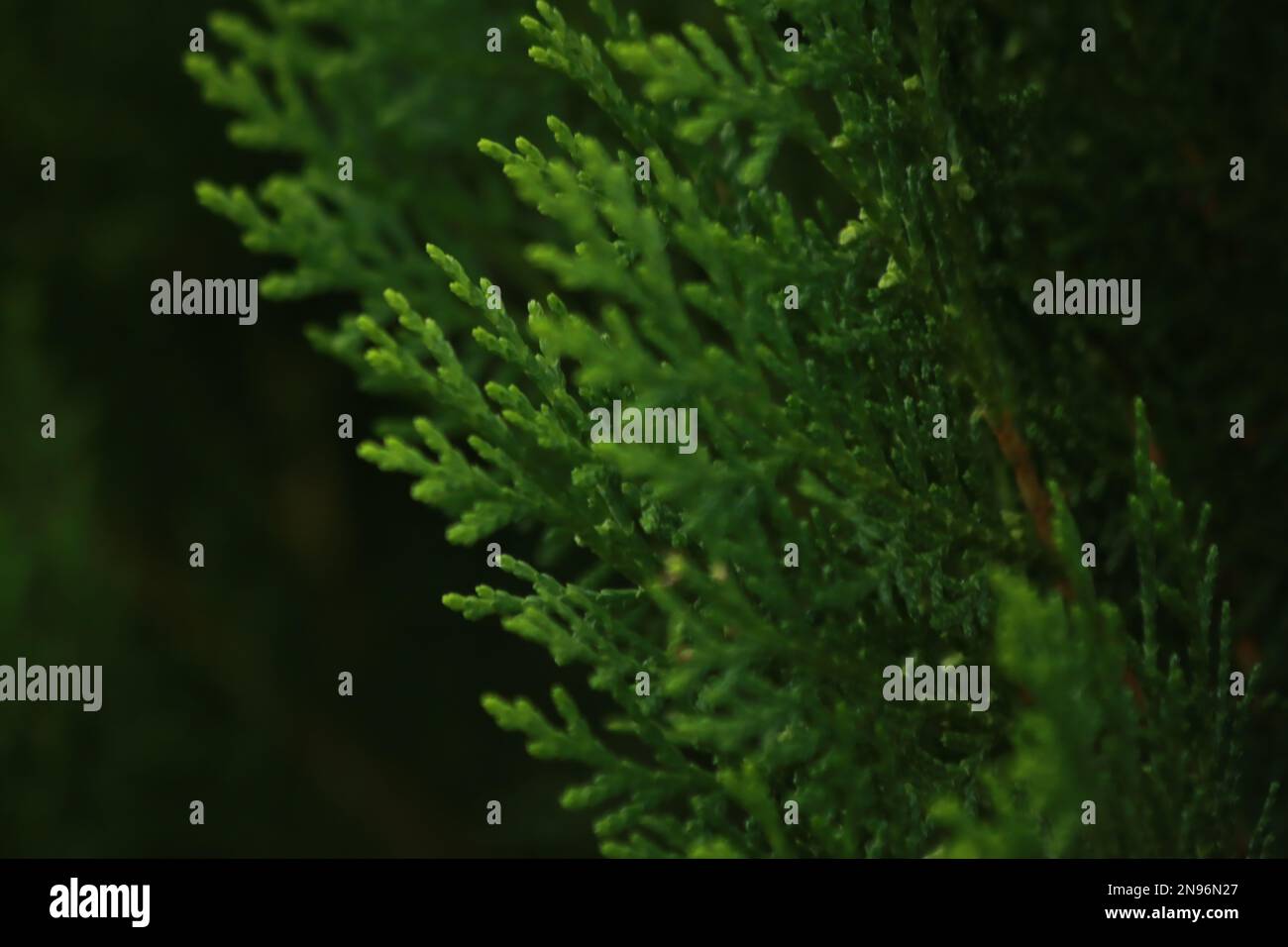 Dieses fesselnde Foto erfasst die komplexen Details der Struktur eines Blatts und sorgt so für einen atemberaubenden und einzigartigen abstrakten Hintergrund. Stockfoto