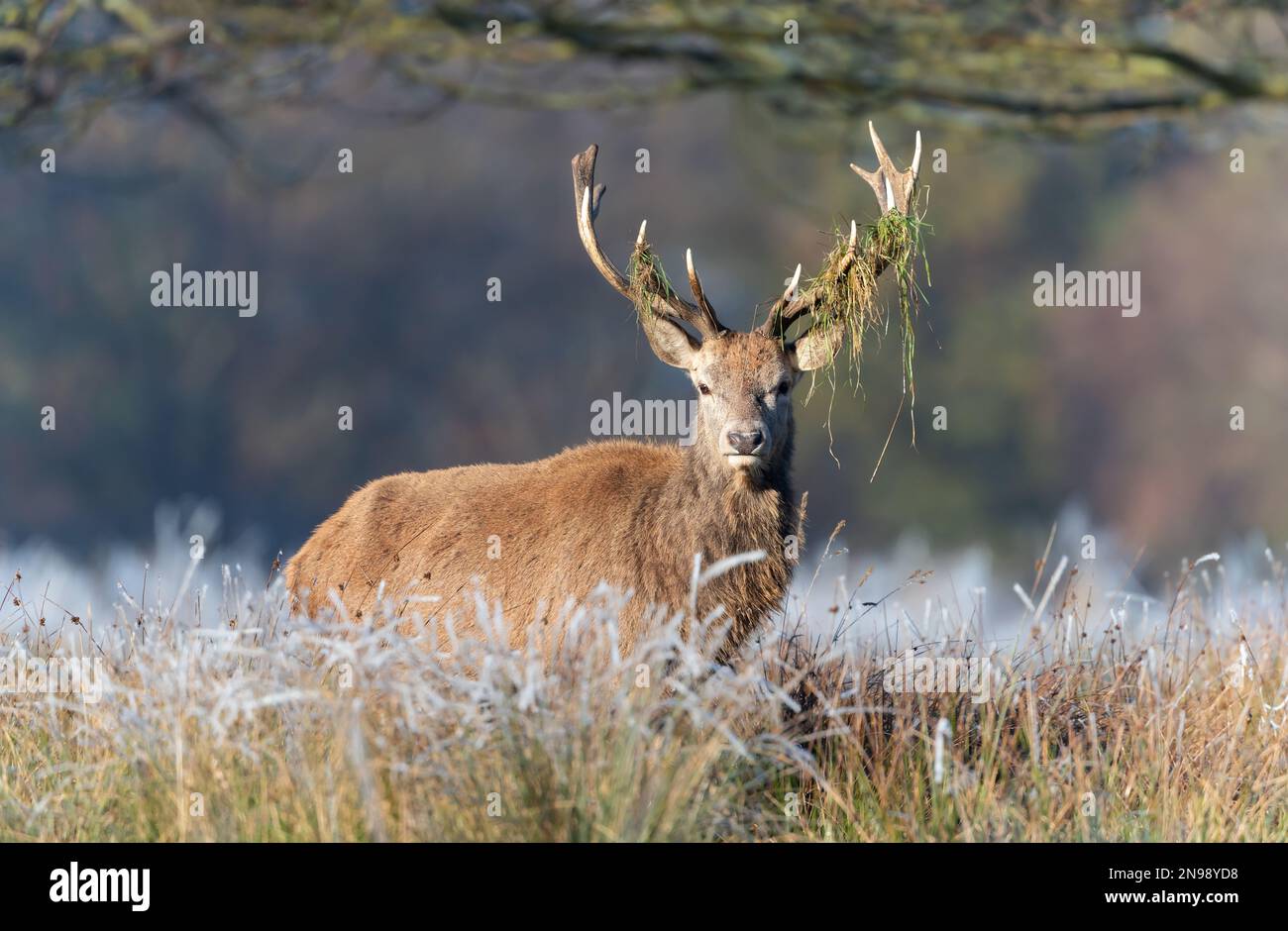 Nahaufnahme eines Rotwild-Hirsches an einem kalten Morgen, Großbritannien. Stockfoto
