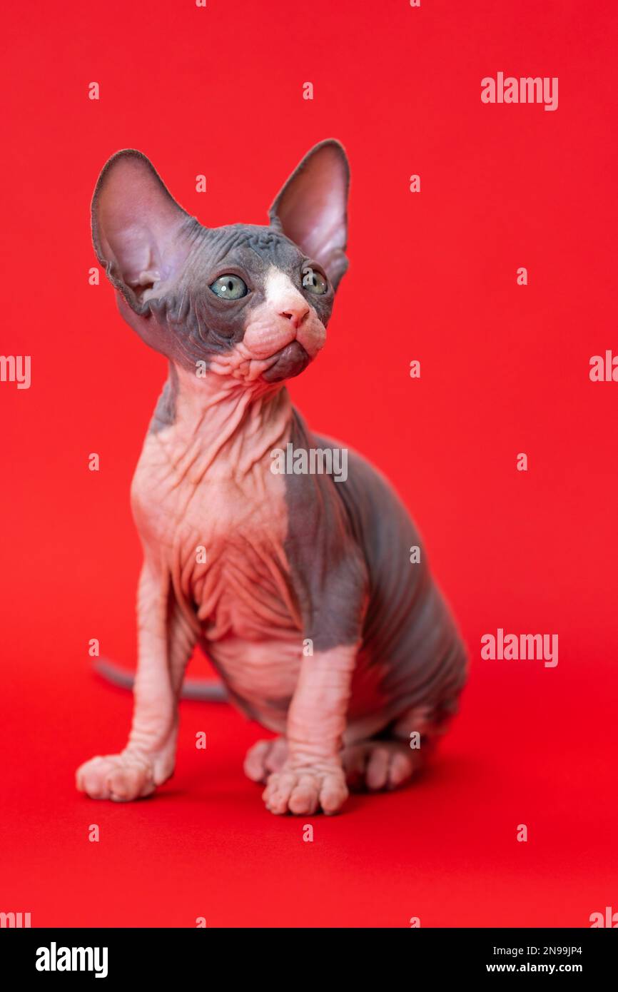 Porträt einer 7 Wochen alten blau-weißen kanadischen Sphynx-Katze auf rotem Hintergrund. Männliche Katze, die fragwürdig aufblickt. Vorderansicht. Studioaufnahme. Stockfoto