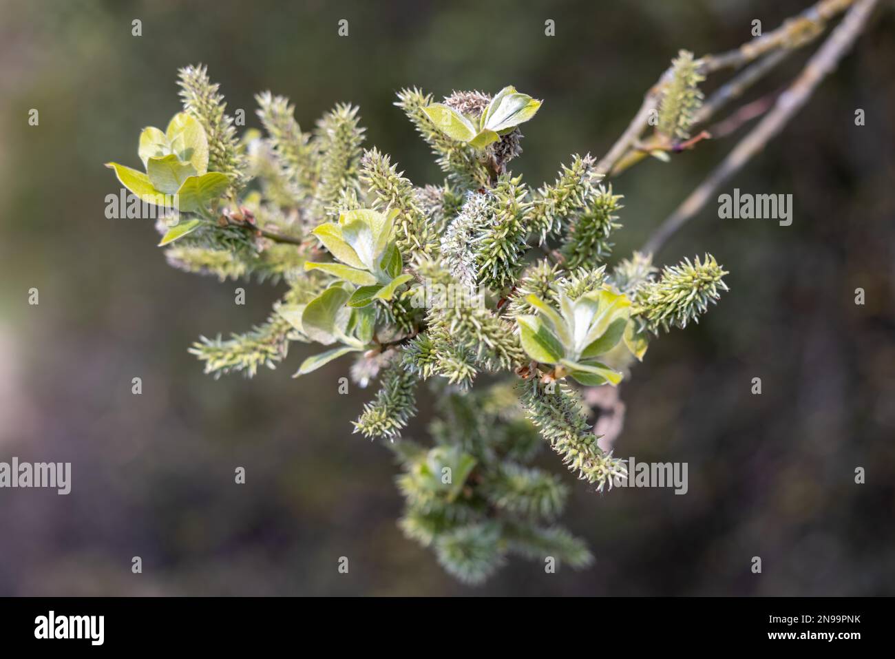 Apfelblättrige Weide (Salix hastata) Stockfoto