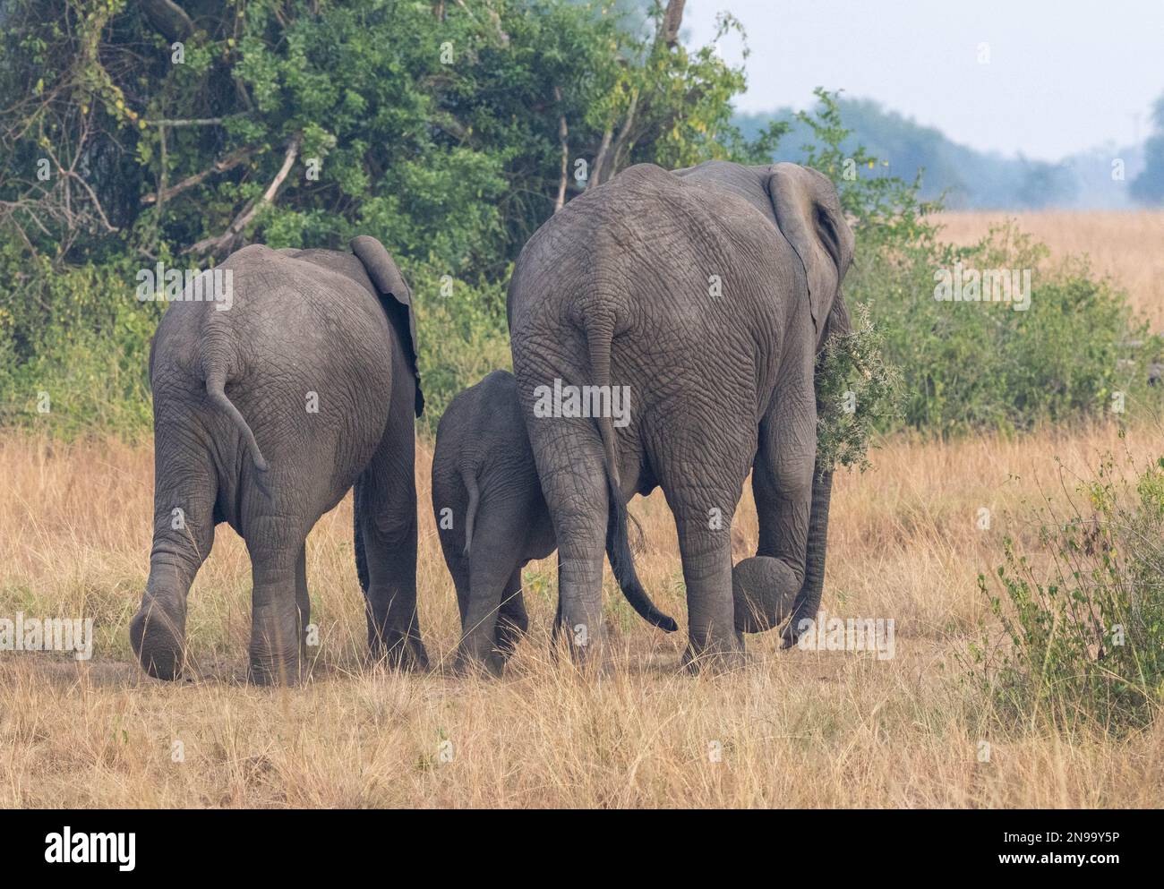 Ein Trio afrikanischer Bush-Elefanten (Loxodonta) geht in Uganda von der Kamera weg Stockfoto