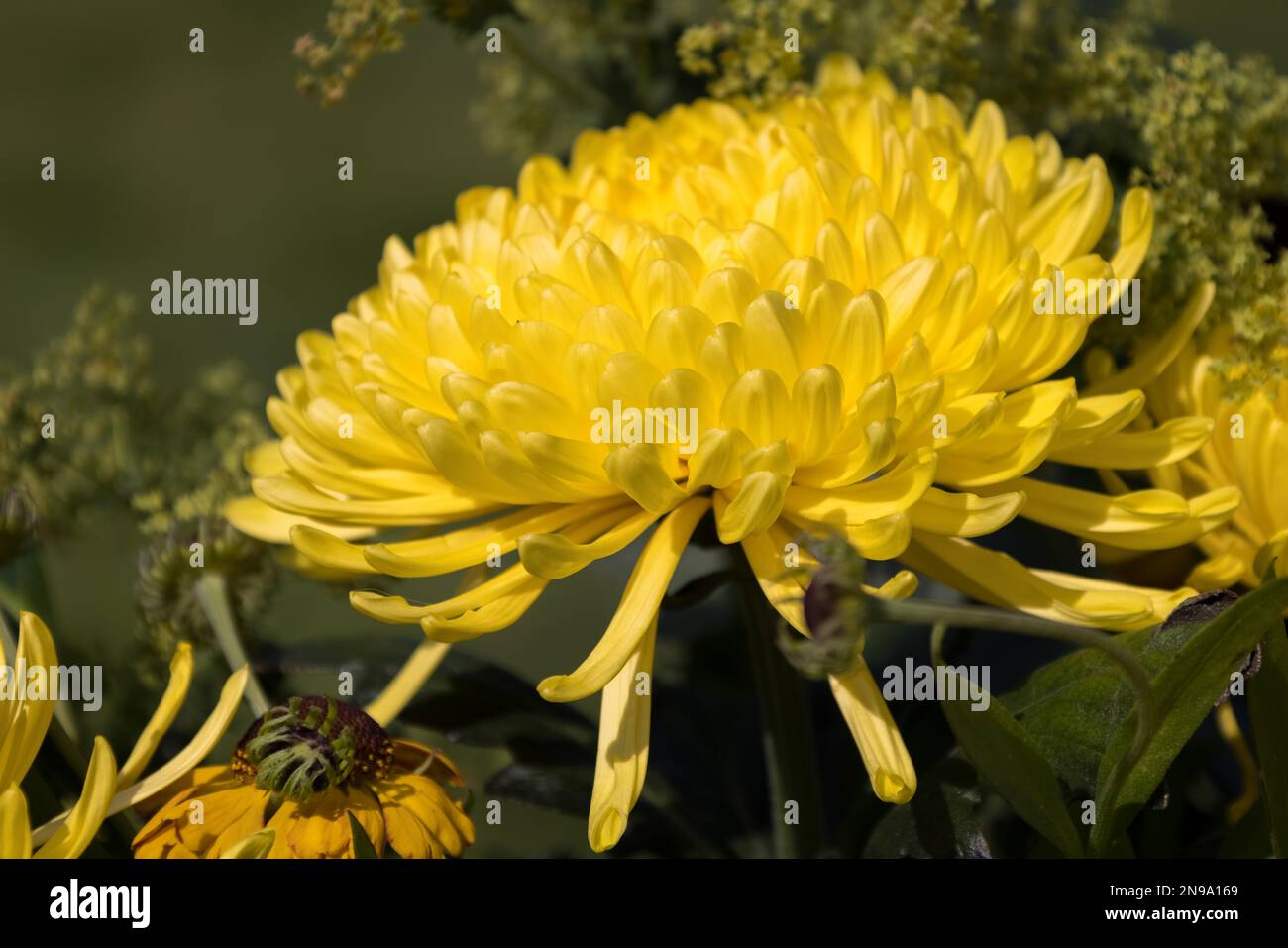 Gelbe Blumen in einer Vase auf einem Gartentisch Stockfoto