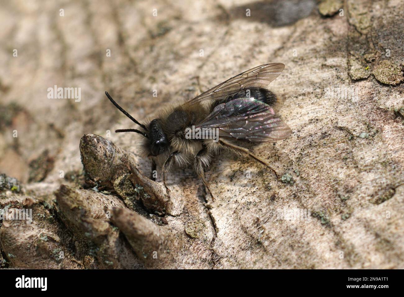 Natürliche Nahaufnahme eines Mannes von Clarks Bergbaubiene, Andrena Clarkella, sitzt auf Holz Stockfoto
