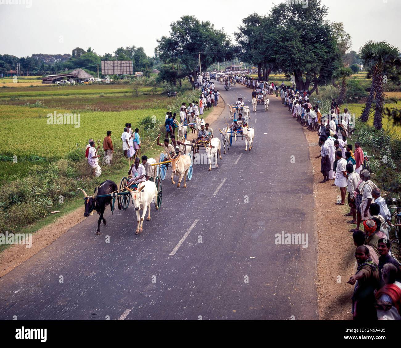 Bulllock-Karren-Rennen oder Rekla-Rennen in Madurai, Tamil Nadu, Indien, Asien Stockfoto