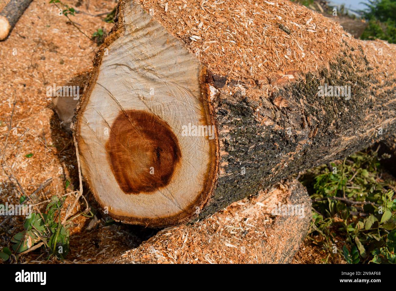 Großer geschnittener Baum auf dem Boden im Wald Stockfoto