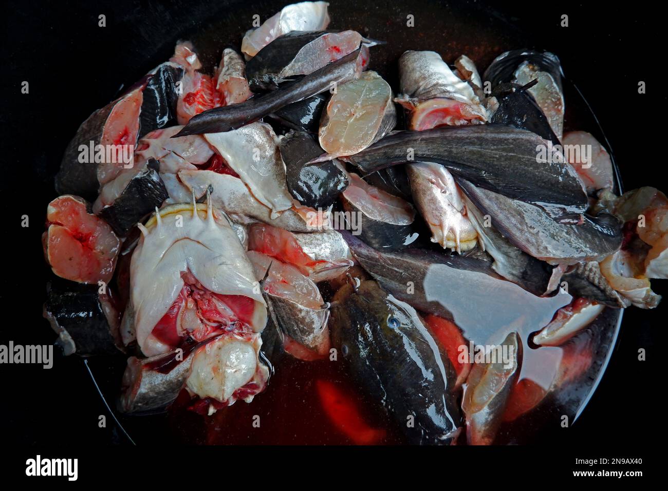 Rohes Fischfleisch, das in einem schwarzen Becken gereinigt wurde Stockfoto
