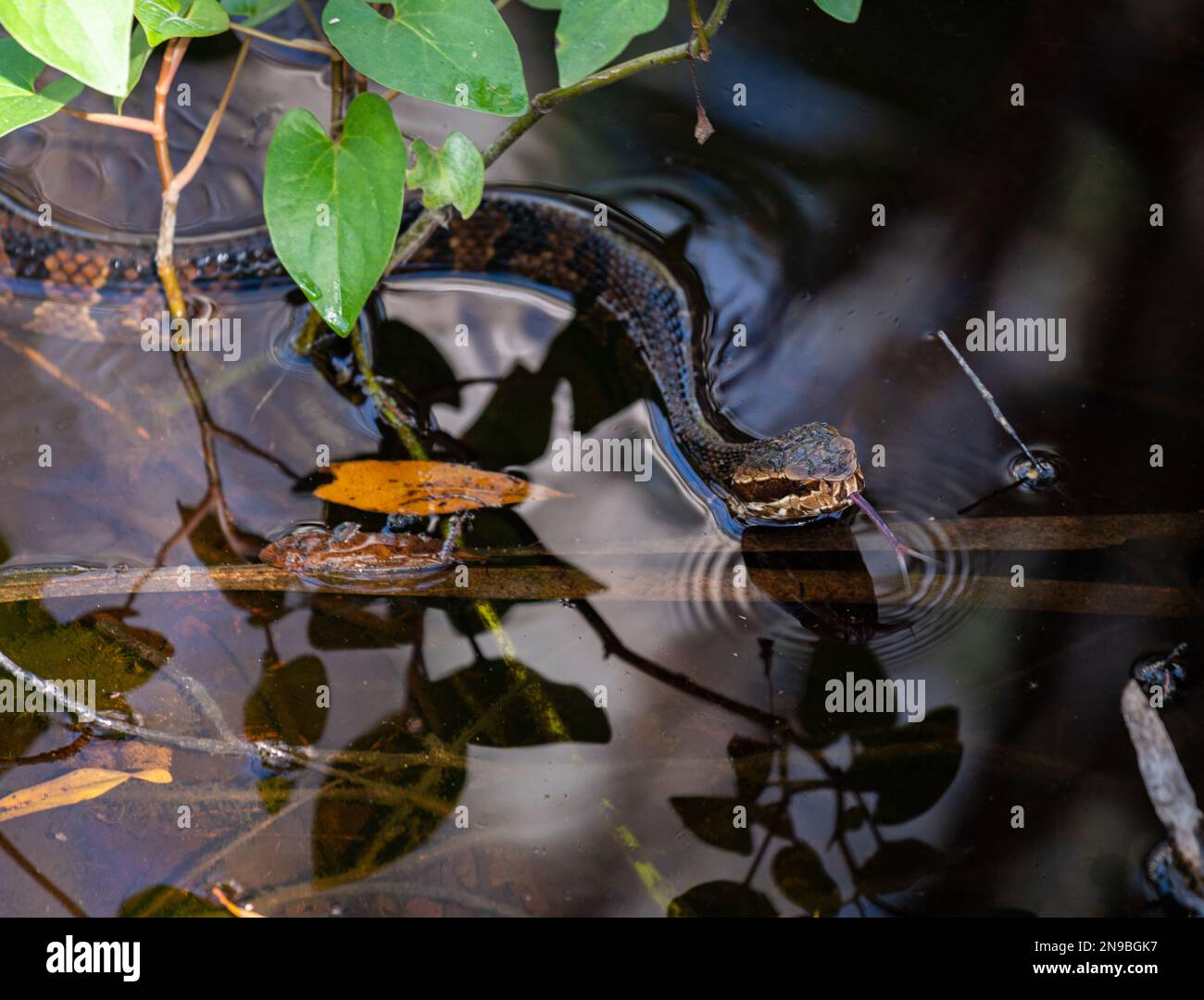 Foto einer Wasserschlange, die in einem Sumpfgebiet im Zentrum Floridas mit der Zunge flimmert. Stockfoto