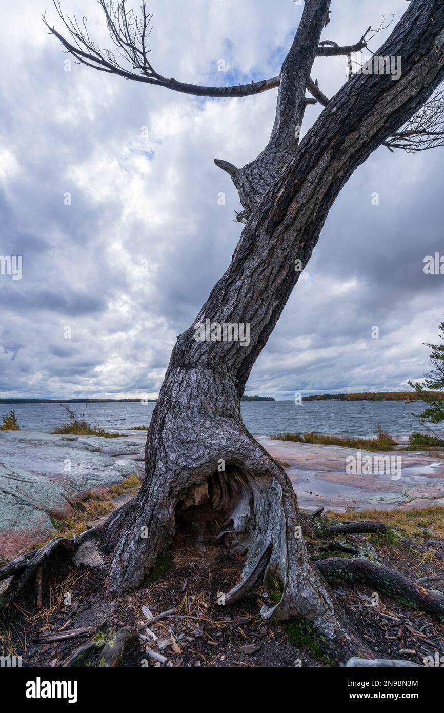 Eine vertikale Aufnahme des Baumstamms im Killbear Provincial Park, Ontario, Kanada Stockfoto