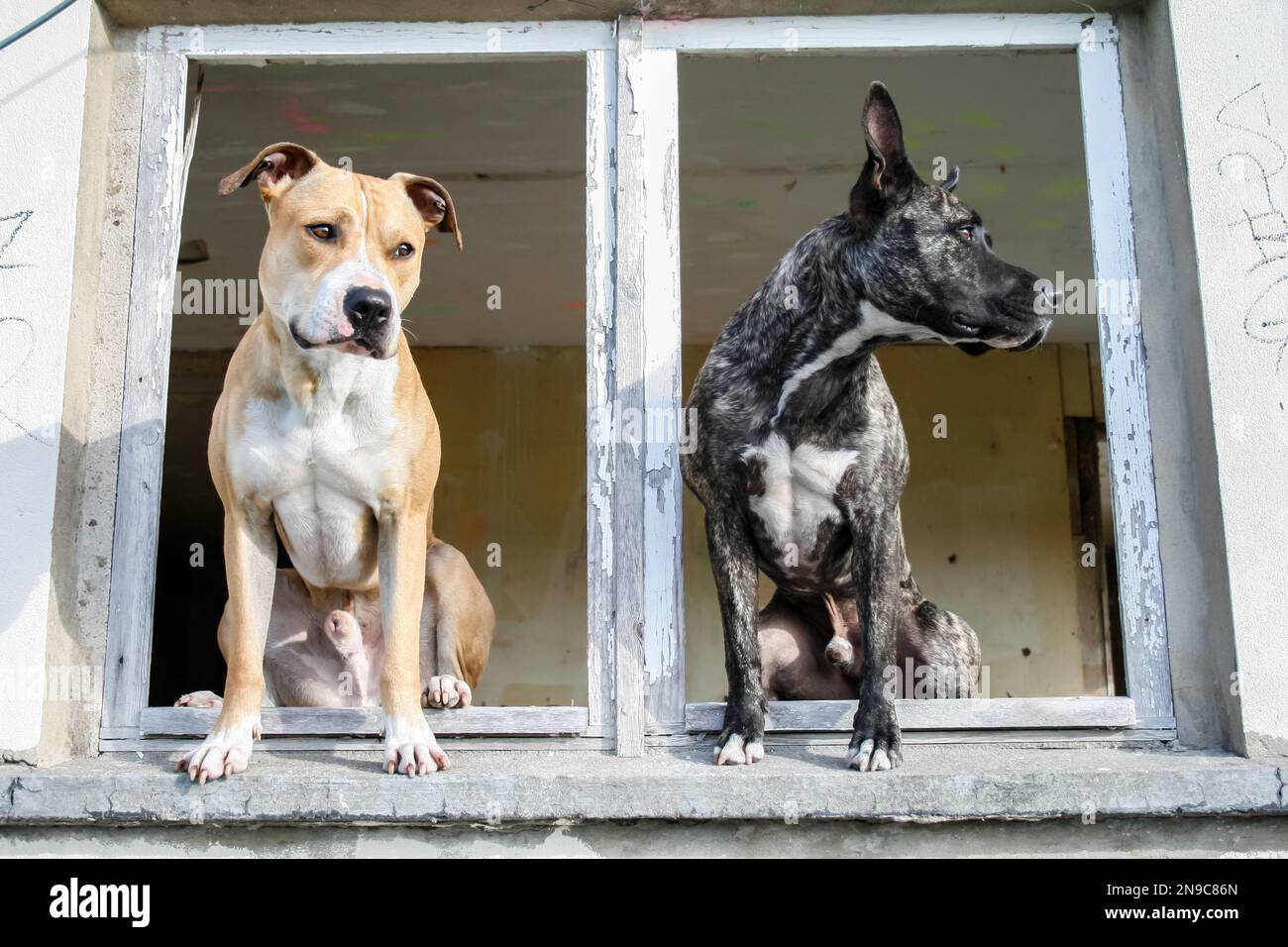 Zwei Pit Bull Terriers fotografiert an einem verlorenen Ort Stockfoto