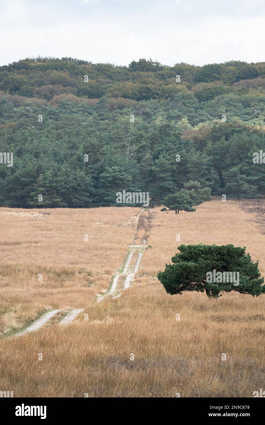 Ein vertikales Bild einer Landstraße auf einem trockenen Feld, gerichtet auf einen dichten Wald Stockfoto