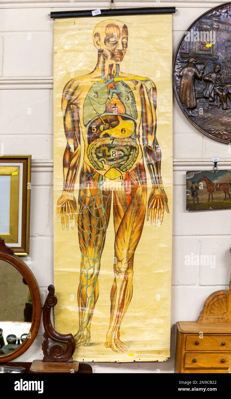 Anatomische Wandtafel zur Humanbiologie mit wichtigen Organen, die bei der Auktion in Großbritannien verkauft werden Stockfoto