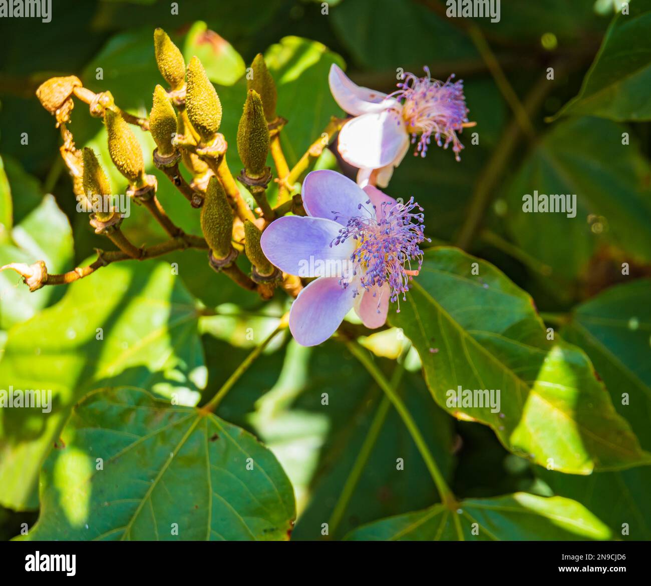 Blüten und Hülsen des Bixa orella-Strauchs : Achiote oder Anato, ein aus den Samen der Hülsen gewonnenes Gewürz- und Farbmittel Stockfoto
