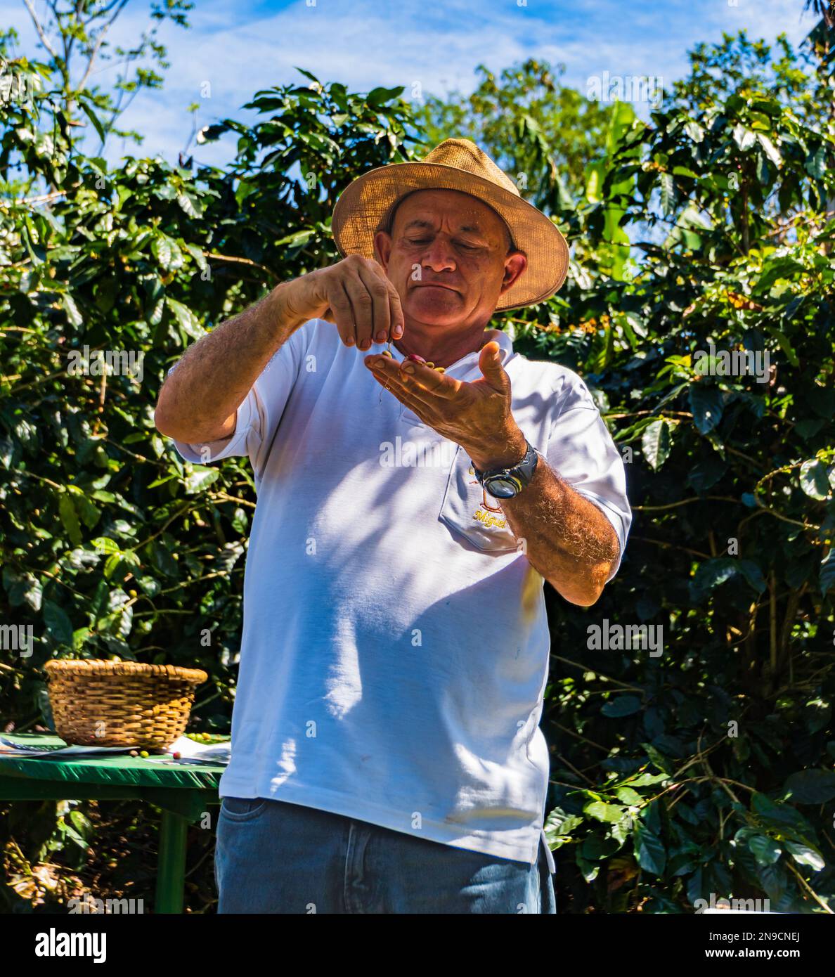 Café Los Volcanes, San Pedro de Poas, Costa Rica - Januar 24,2023: Der Bauer demonstriert, was in seiner Plantage für organischen Kaffee steckt Stockfoto