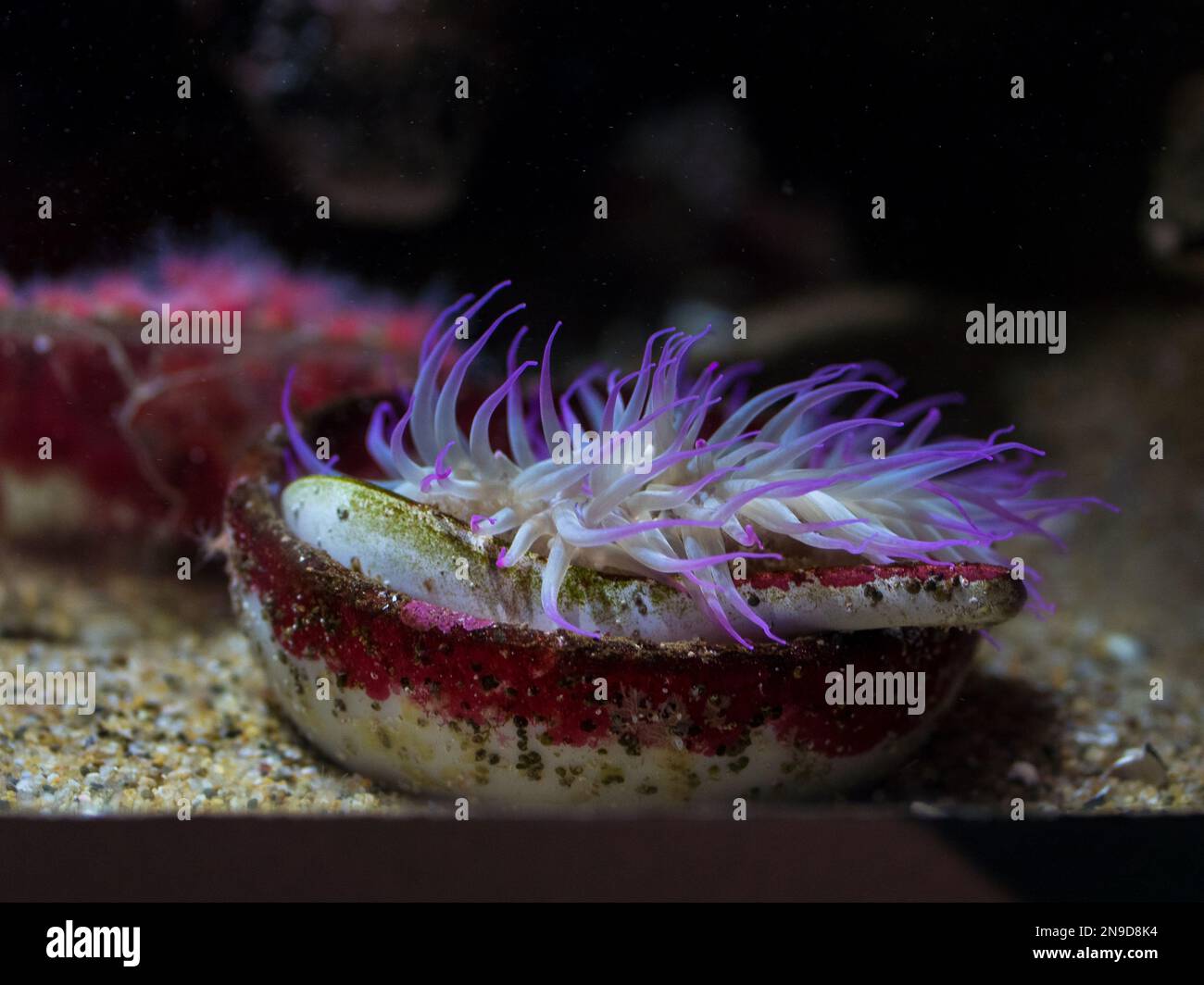 Die Nahaufnahme einer mediterranen Schlange Seeanemone (Anemonia sulcata) in einem Aquarium Stockfoto