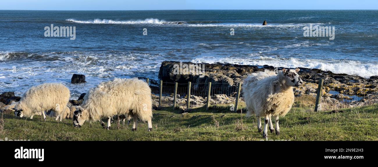 Schafe, die an der Küste von Northumberland im Nordosten Englands grasen. Die Schafe sind eine Art Swaledale-Schaf, bekannt als Masham. Im Norden gezüchtet Stockfoto