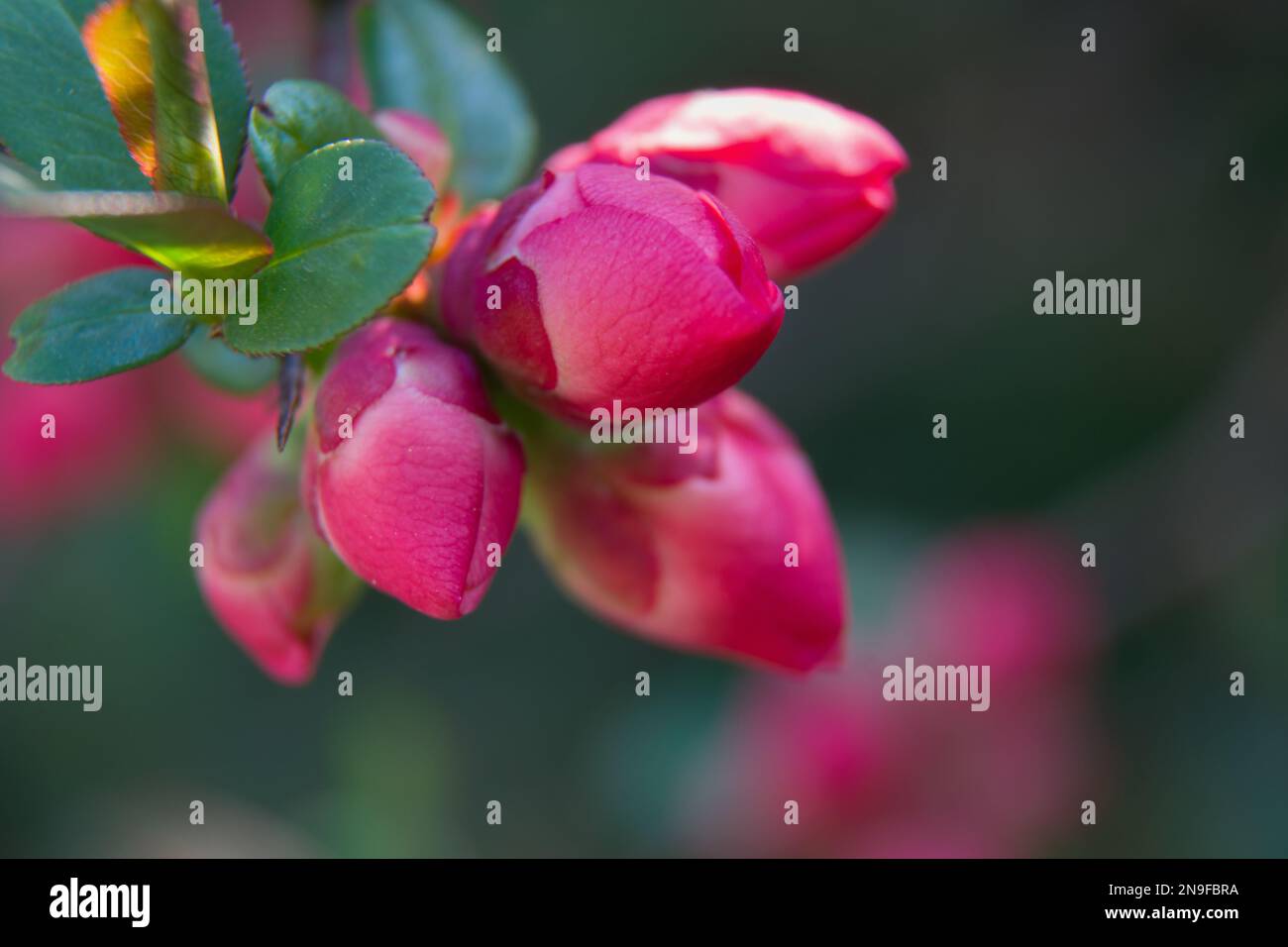 Cydonia oblonga tuft rosa Blütenknospen auf einem Zweig und Blättern Stockfoto