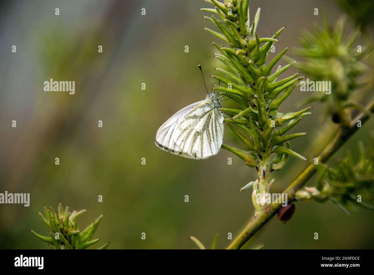 Pieris napi (Kohlweiß) auf Grün auf einem Weidenzweig und mit grünem Hintergrund. Schmetterling auf grünem Ast. Stockfoto