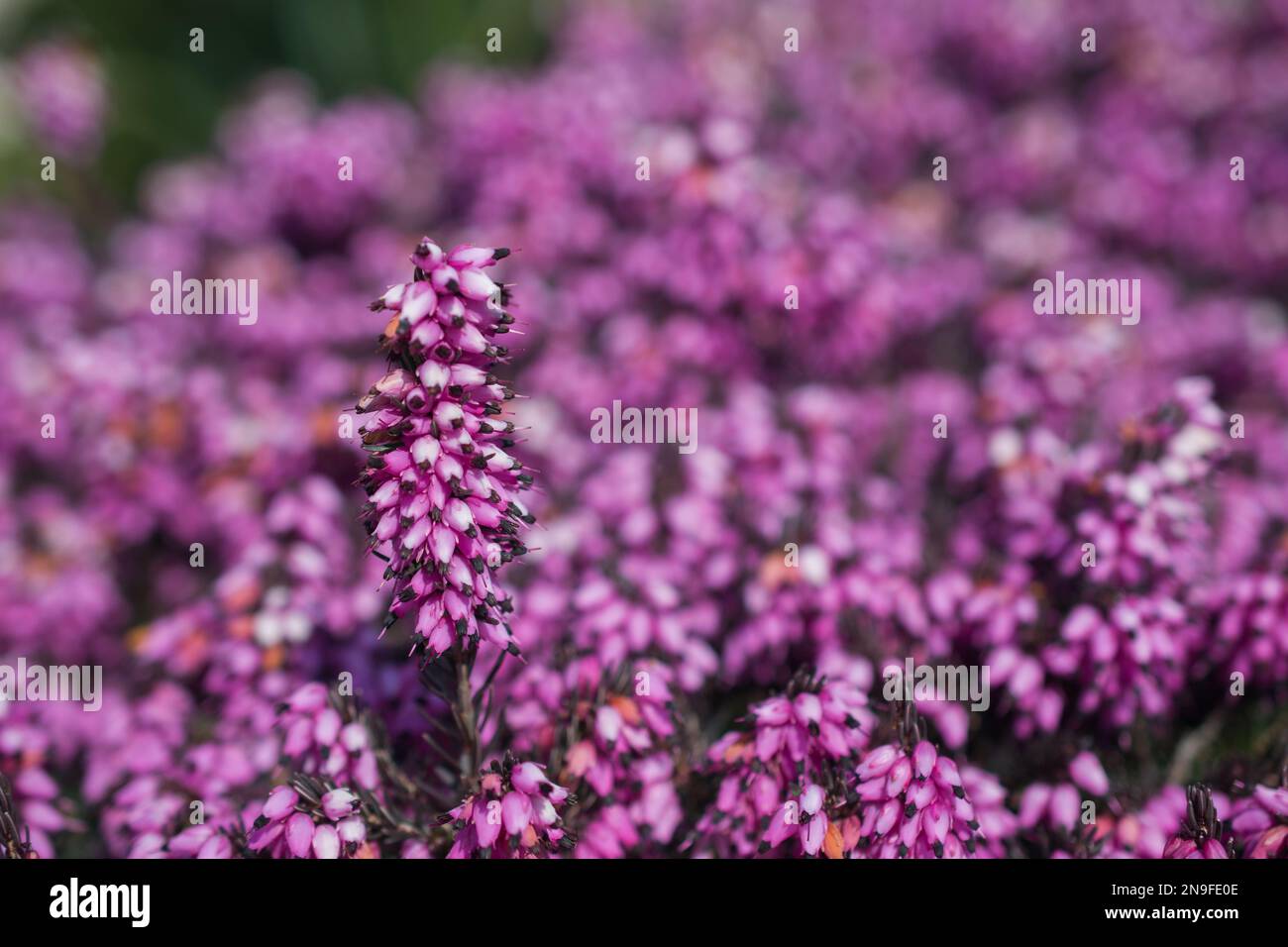 Ein naher Blick auf die rosa/lila blühende Heidekraut erica im Frühlingsfelsgarten Stockfoto