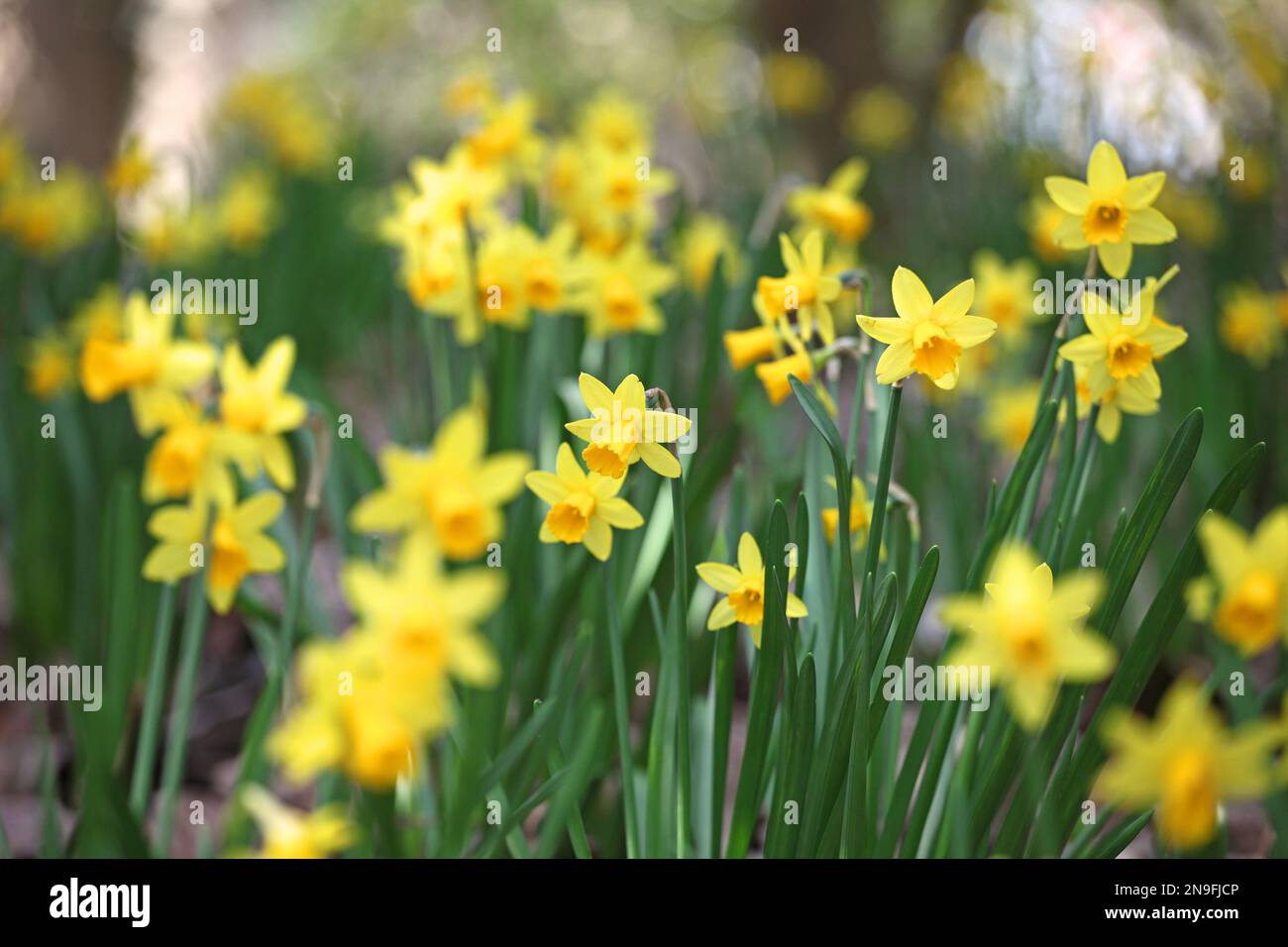 Hübscher Narcissus jonquil in Blume. Stockfoto