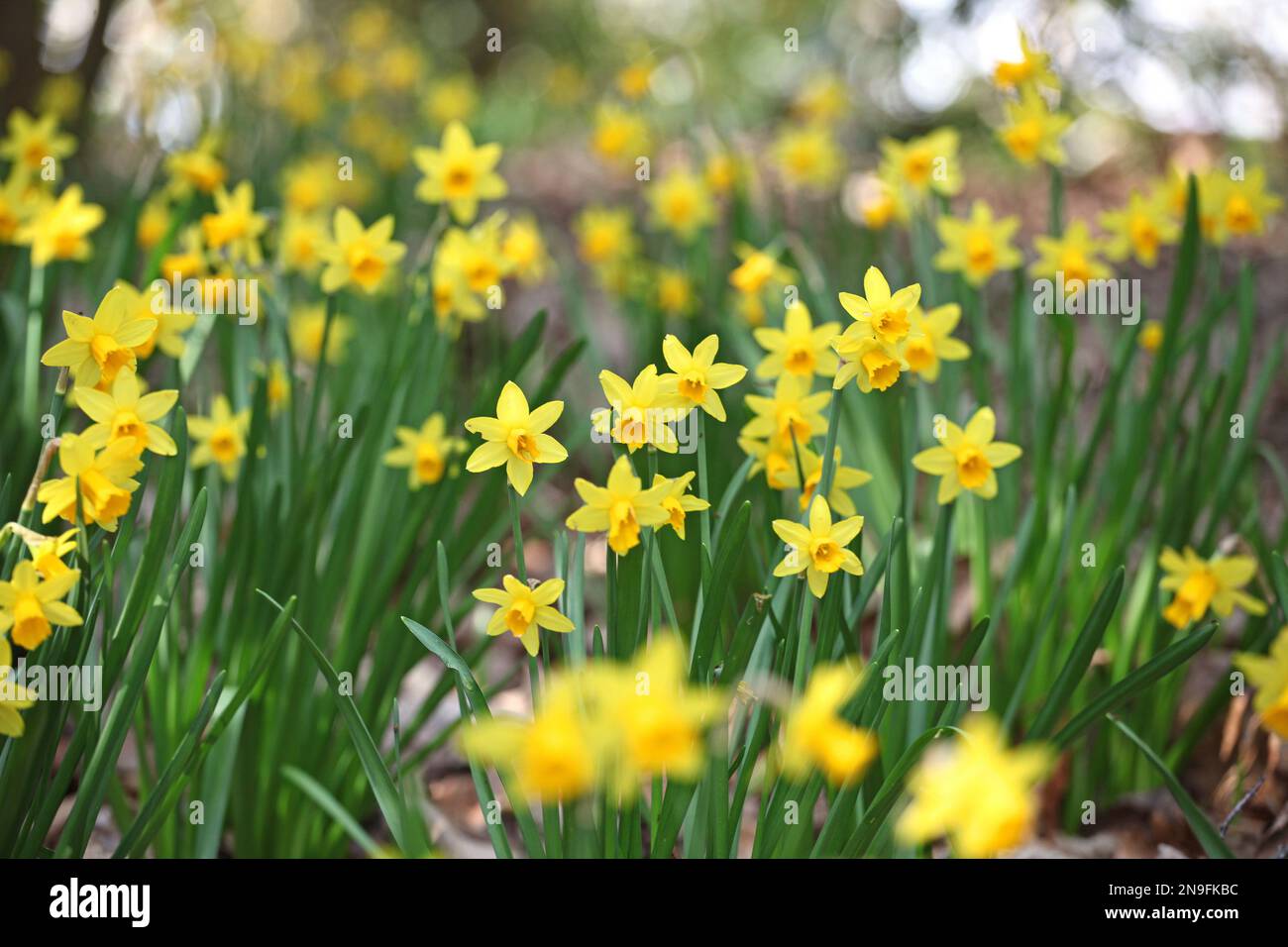 Hübscher Narcissus jonquil in Blume. Stockfoto