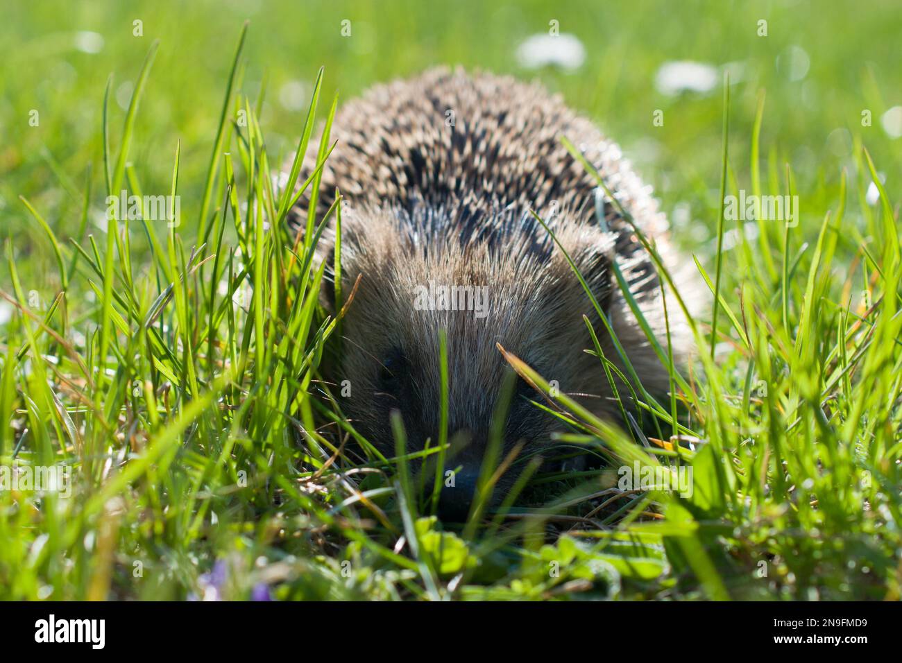 Junger Igel im Gras an einem sonnigen Frühlingstag Stockfoto