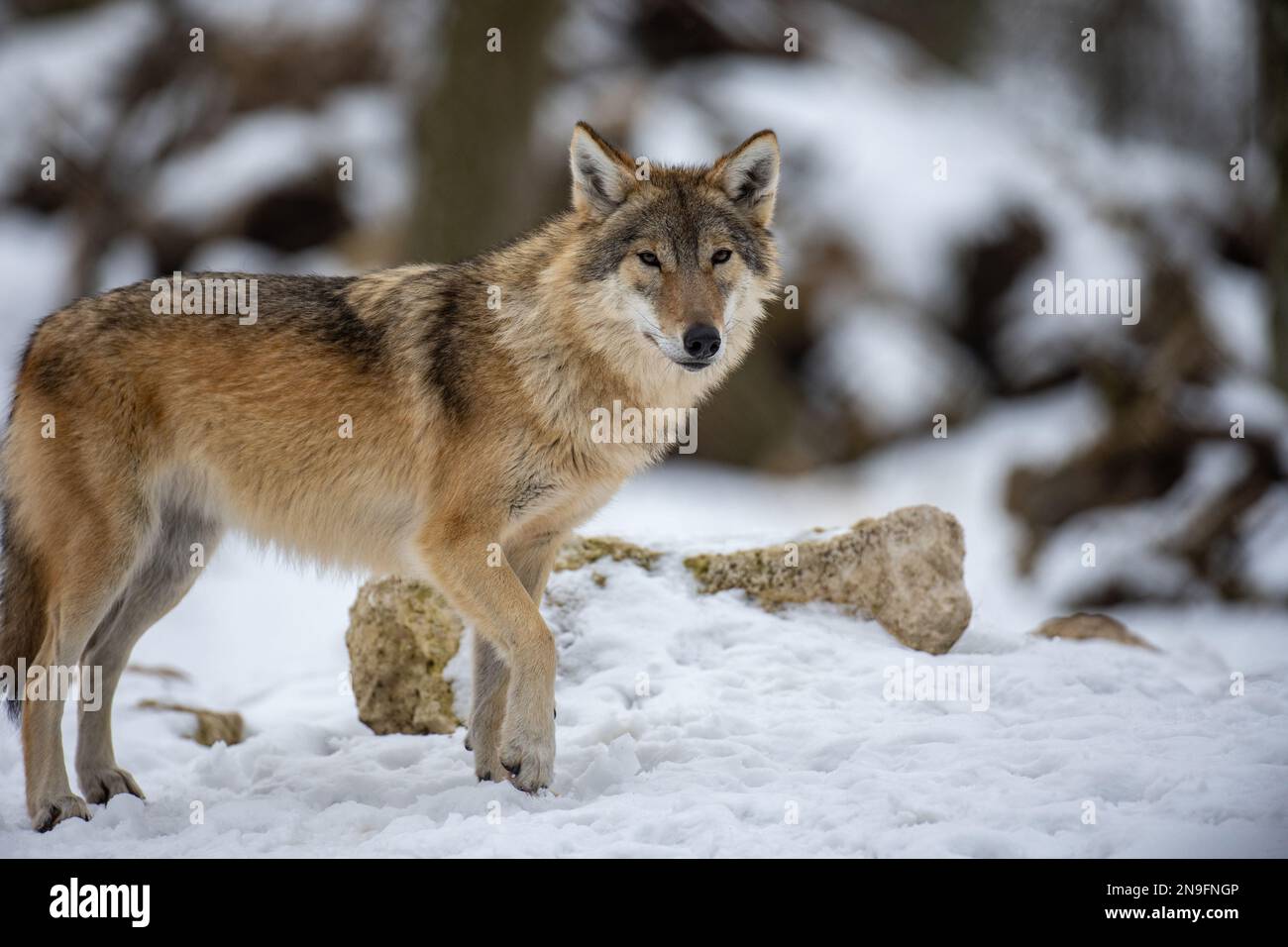 Grauer Wolf wandert durch einen verschneiten Winterwald. Europäischer Wolf im natürlichen Lebensraum. Wilde Tiere. Stockfoto