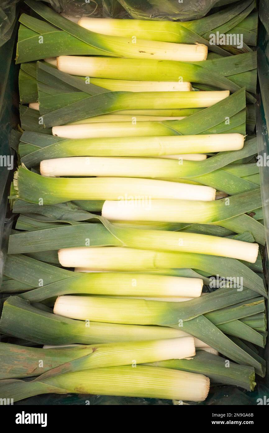 Frischer, nicht etikettierter Lauch zur Selbstbedienung in einem Supermarkt Stockfoto