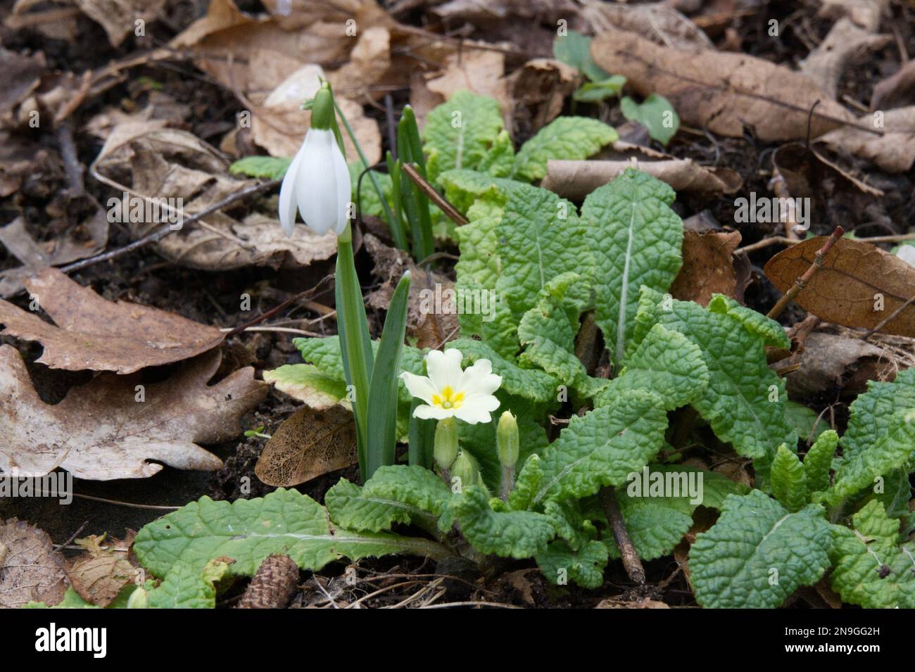 Das erste Anzeichen für den Frühling mit Primrose Primula vulgaris und einem einzigen Schneefall, galanthus nivalis im britischen Wald Stockfoto