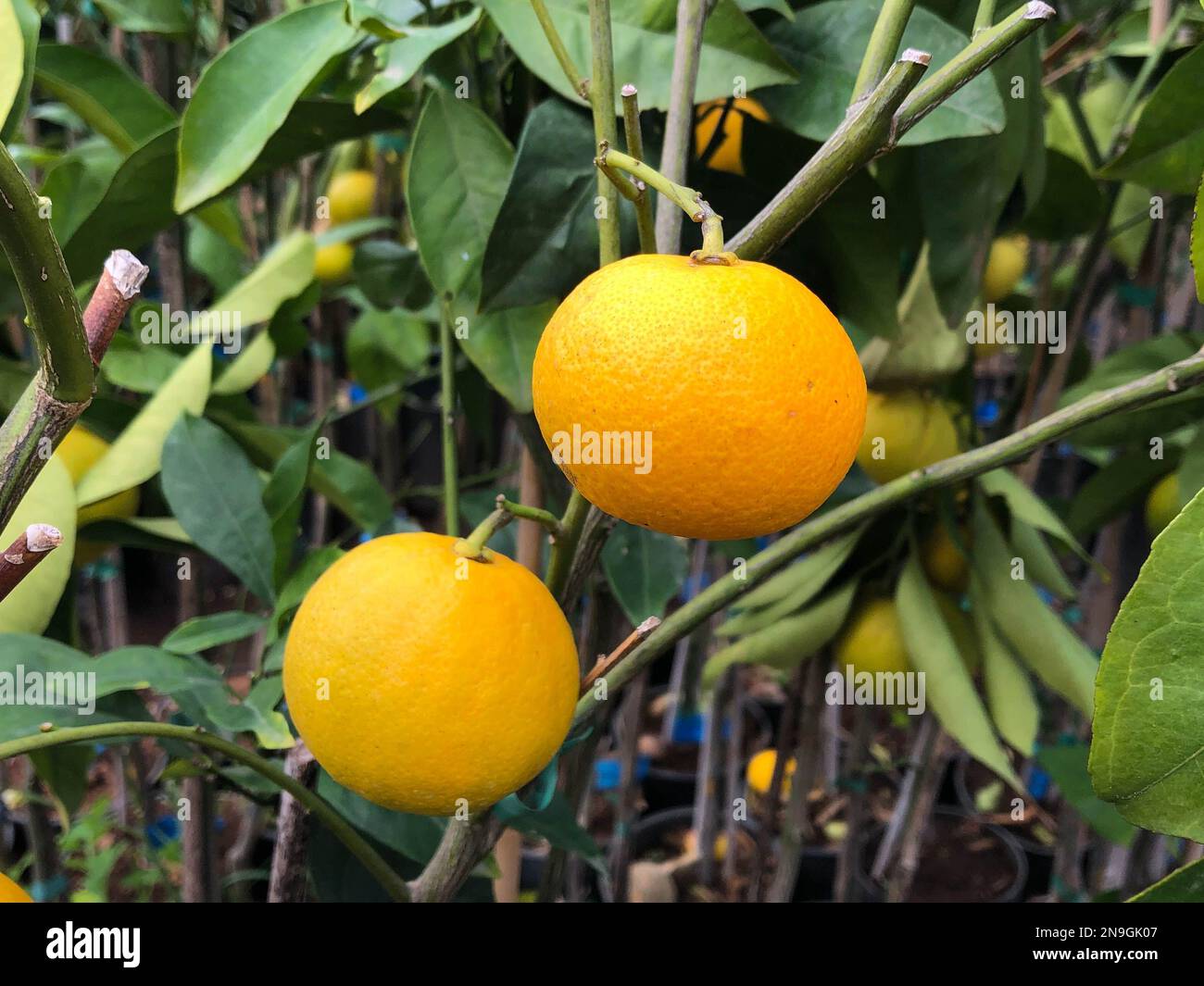 Orangenfrüchte hängen am Orangenbaum Stockfoto
